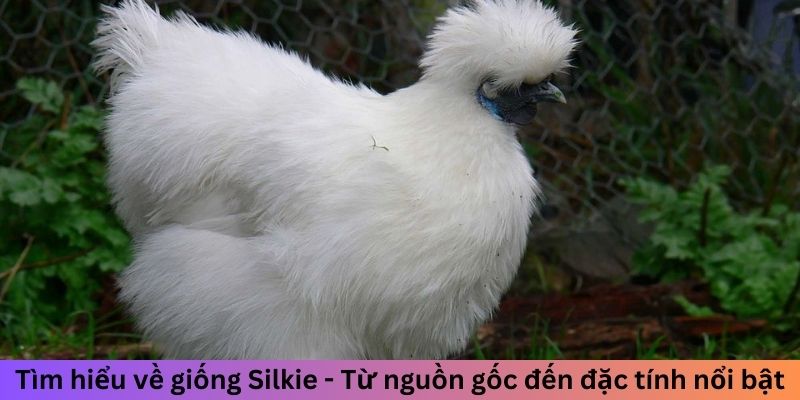 Gà Lông Lụa - Cách Nhận Biết Và Nuôi Dưỡng Chuẩn Nhất 1 Trang Chủ Jun88.com #1 Việt Nam Tìm hiểu về giống Silkie - Từ nguồn gốc đến đặc tính nổi bật